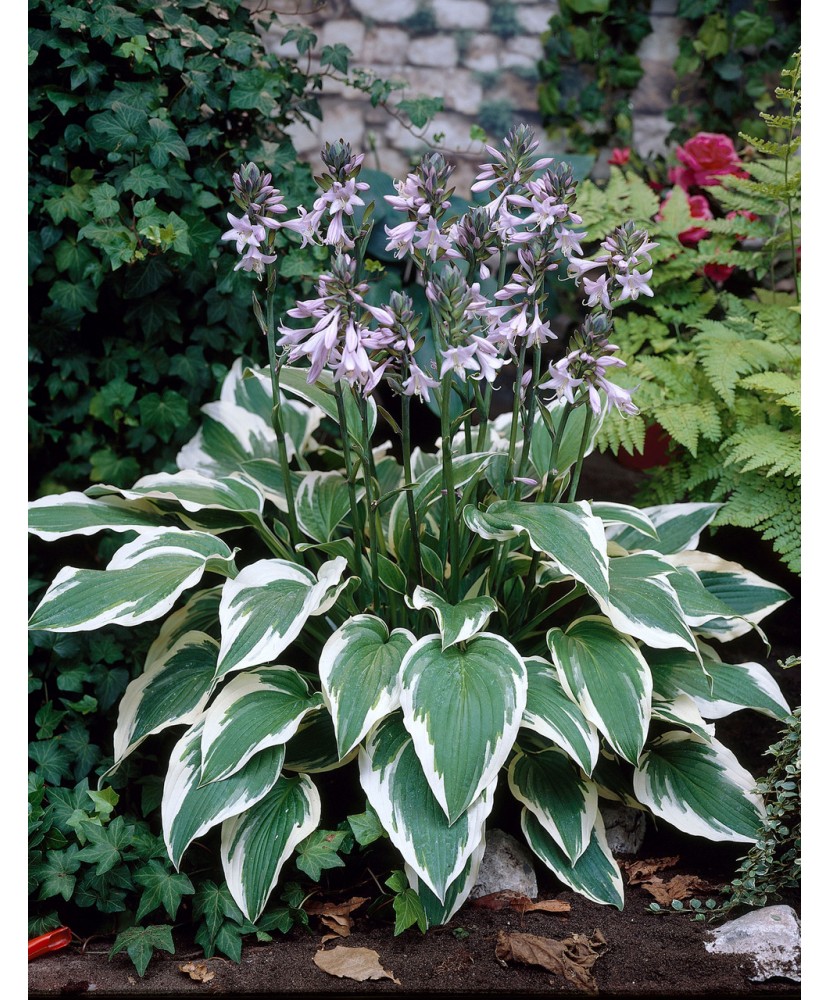 Hosta Antioch, 1 buc, planta la ghiveci 10 cm