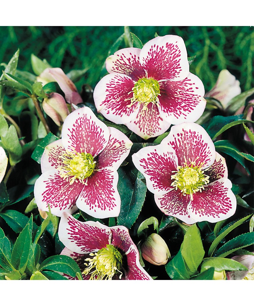 Spanz, Helleborus Tricastin, 1 buc, Radacina, Alb/Rosu/Roz, 30cm, 2-4