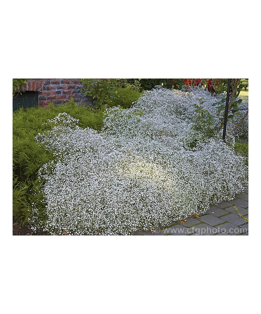 Floarea miresei (Gypsophila paniculata Bristol Fairy),1 buc, Radacina, Alb, 100cm, 7-8