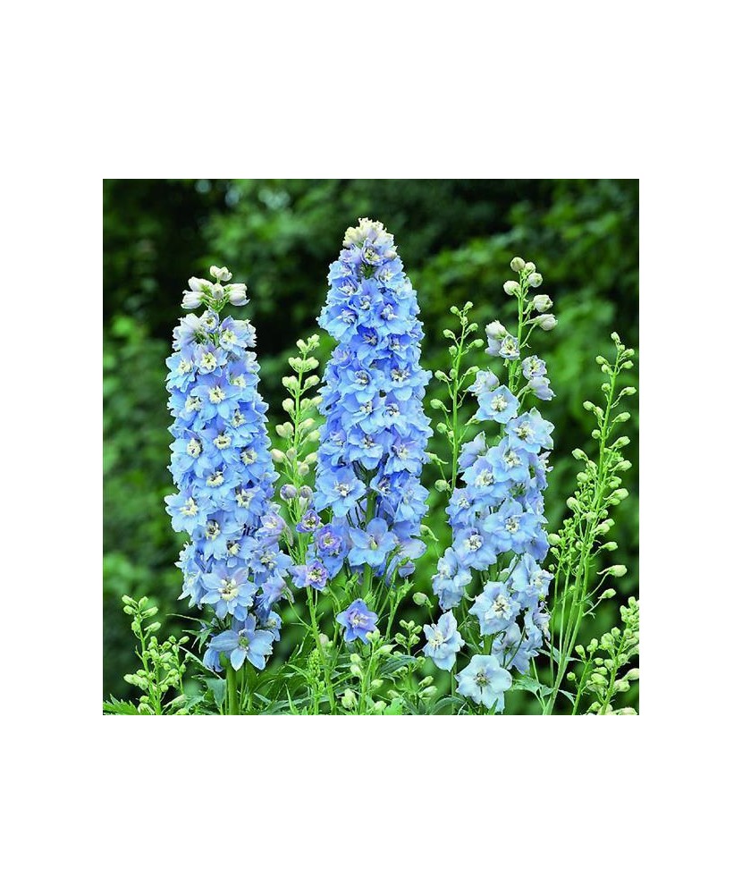 Delphinium Magic Fountains Sky Blue Whitebee, 1 buc, Radacina, albastru deschis cu inimi albe, 100cm, 6-9