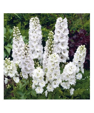 Delphinium Magic Fountains...