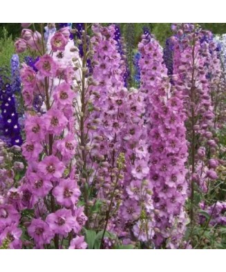 Delphinium Astolat, 1 Buc,...