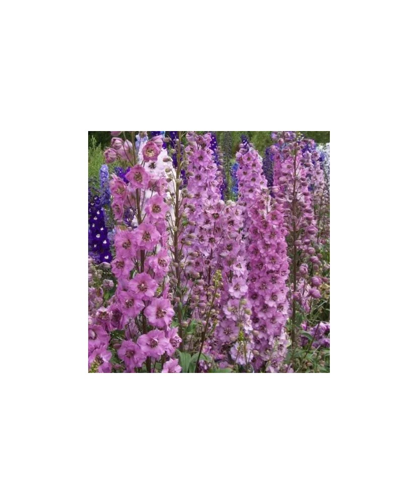 Delphinium Astolat, 1 Buc, Radacina, roz, 6-9