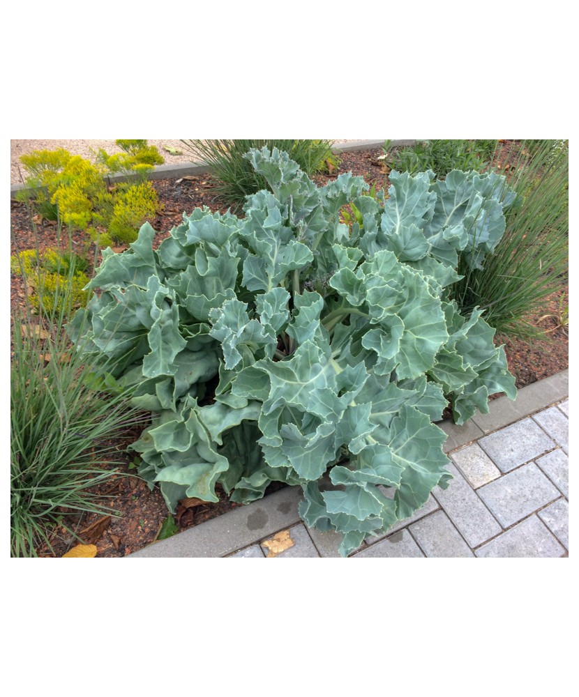 Crambe Maritima, 1 buc, Radacina, alb, 6-7