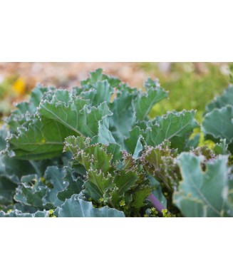 Crambe Maritima, 1 buc, Radacina, alb, 6-7