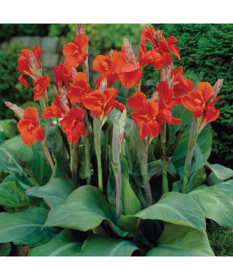 Canna President, 1 buc,...