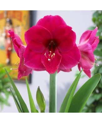 Bulbi Amaryllis Hippeastrum...