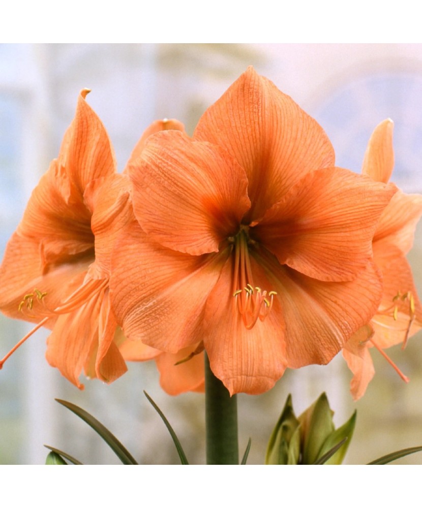 Bulbi Amaryllis Hippeastrum Rilona 34/36