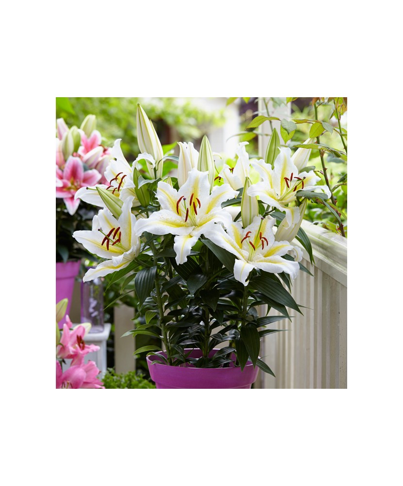 Crini Orientali Pitici Lilium White Romance 12/14
