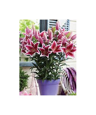 Bulbi Crini Orientali Pitici Lilium Star Romance 12/14