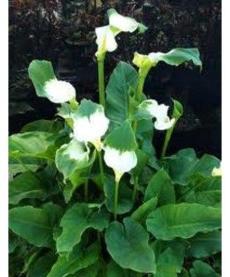 Zantedeschia (Cala) Green Goddes 1 Bulb, Vrac, 16+