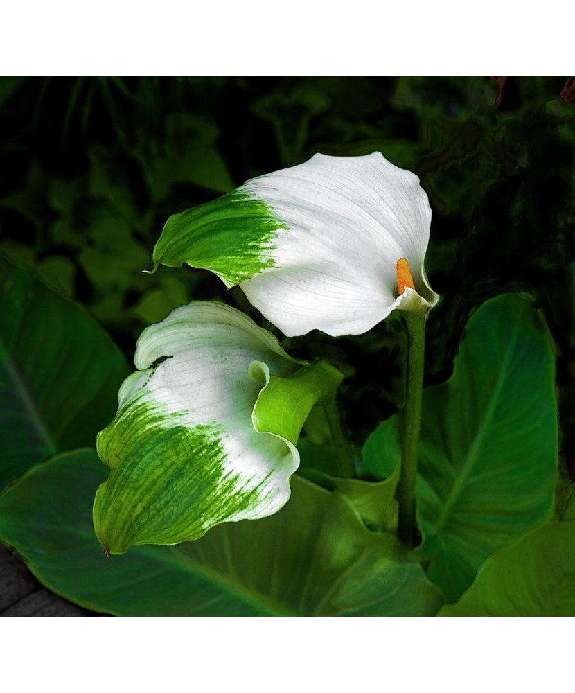 Zantedeschia (Cala) Green Goddes 1 Bulb, Vrac, 16+