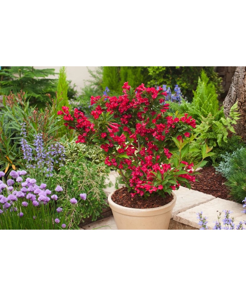 Weigela florida Red Prince C2