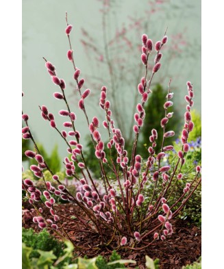 Salcie roz, Salix...