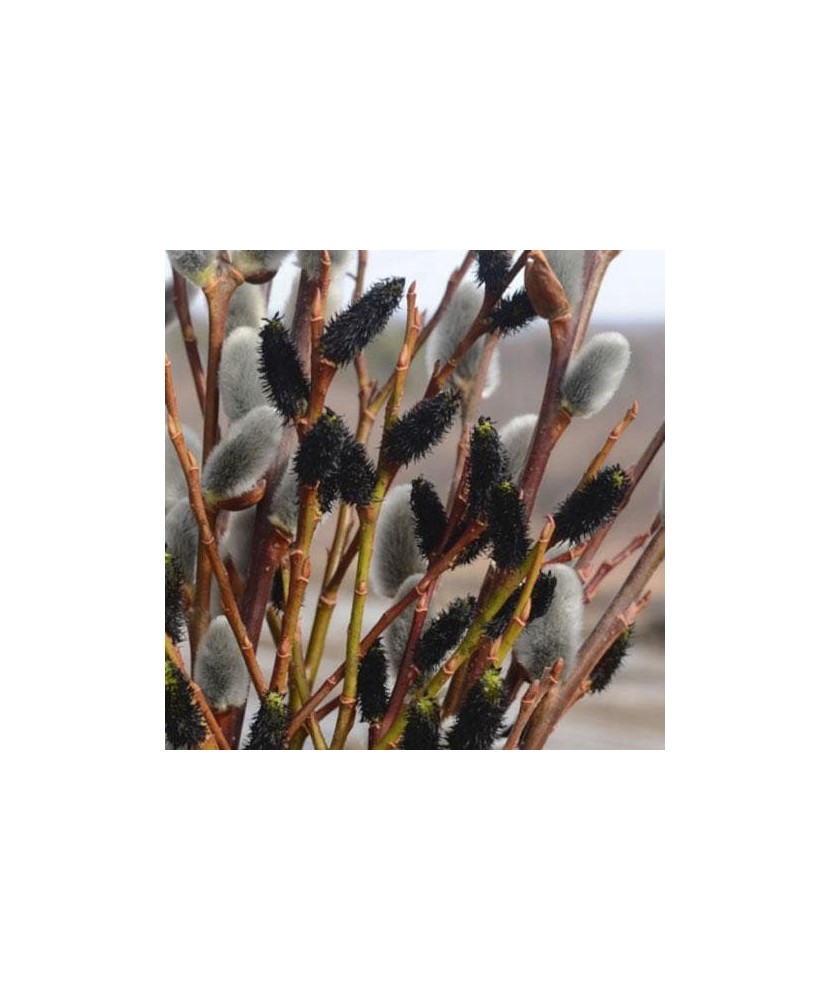 Salcie Neagra, Salix gracilistyla Melanostachys C2