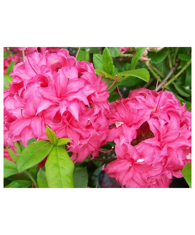 Rhododendron Homebush C2