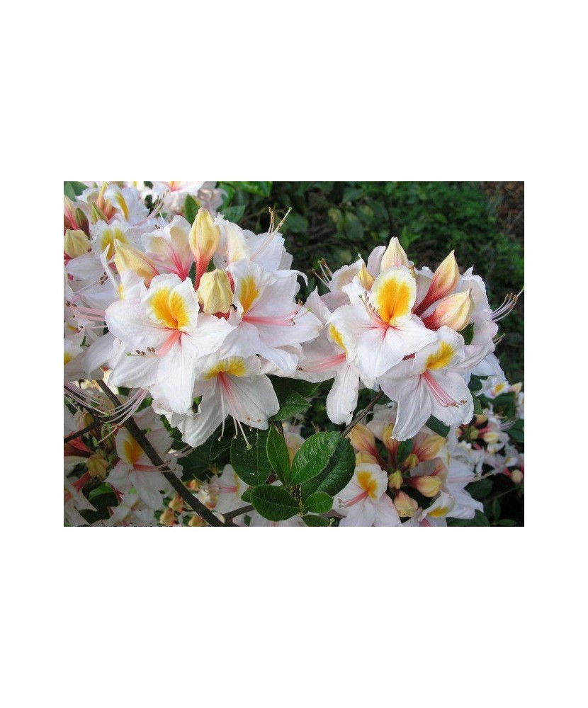 Rhododendron Arima C2