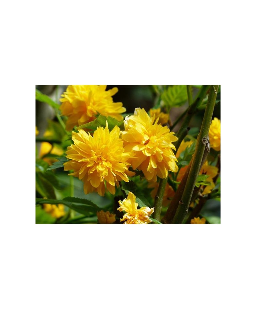 Teisor, Kerria japonica Pleniflora C2