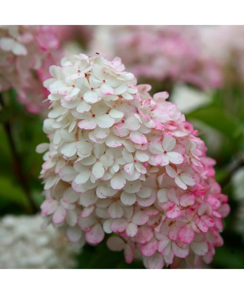 Hortensie, Hydrangea panic. VANILLE-FRAISE Renhy PBR C2