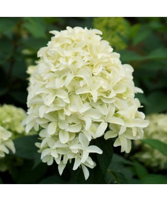 Hortensie, Hydrangea panic....