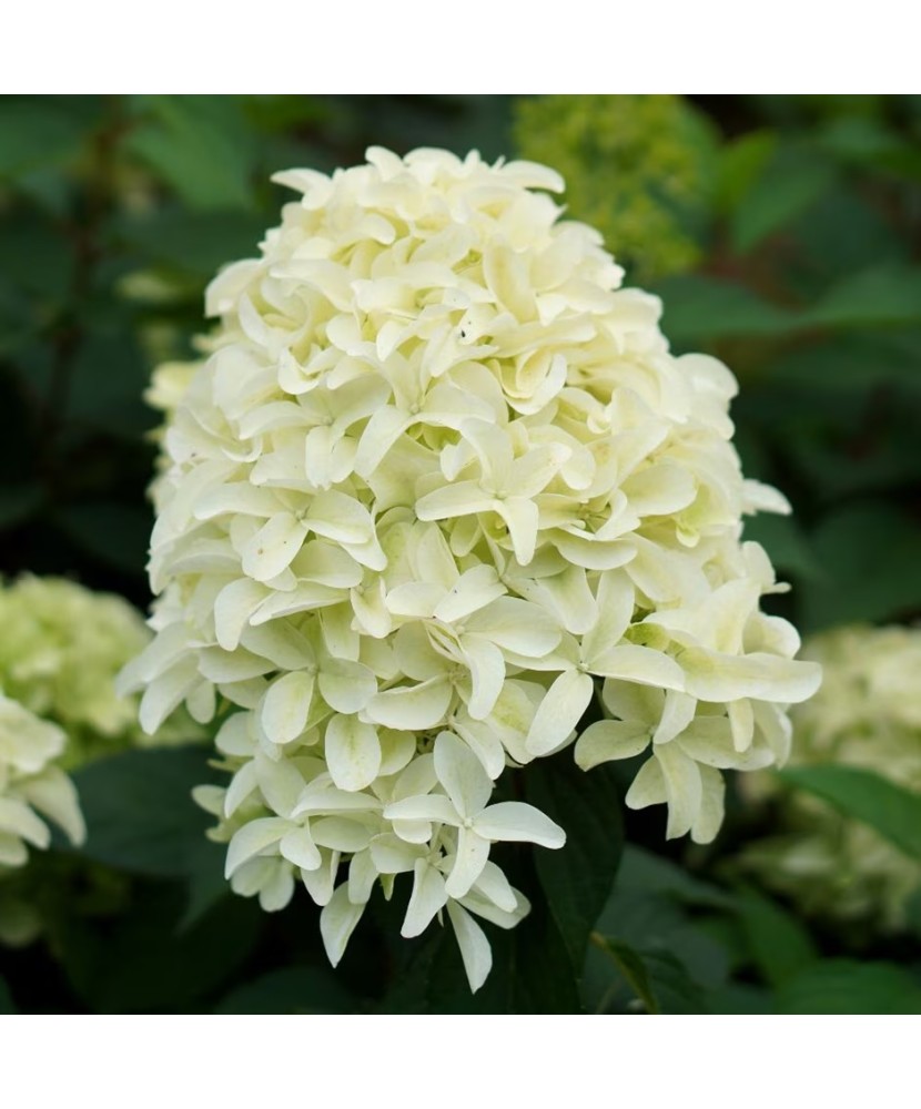 Hortensie, Hydrangea panic. SKYFALL Frenne PBR C2