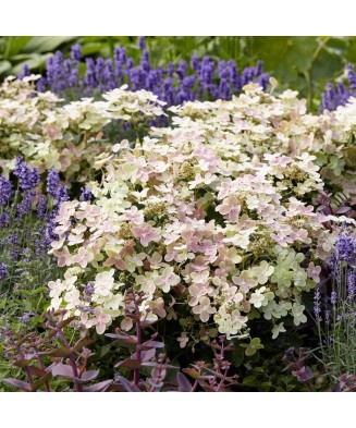 Hortensie, Hydrangea panic. POLESTAR Breg14 PBR C2