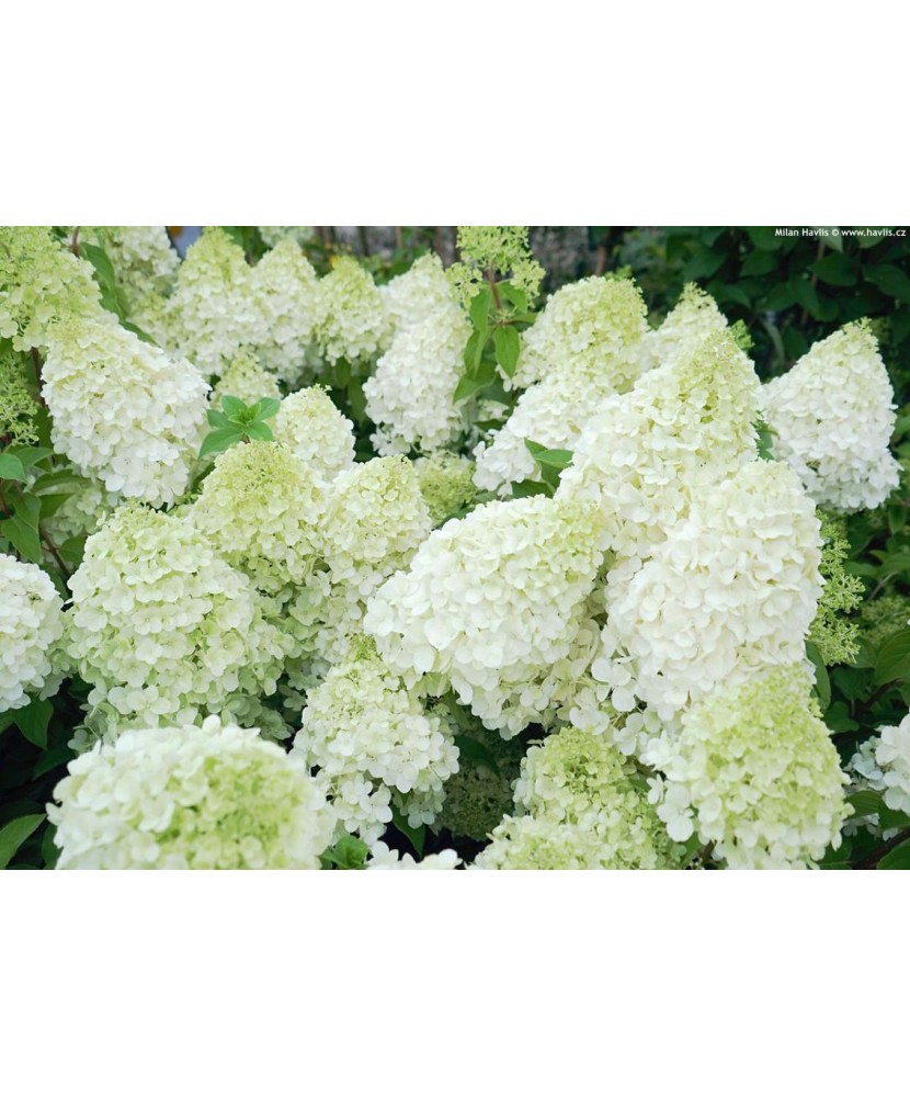 Hortensie, Hydrangea panic. Polar Bear PBR C2