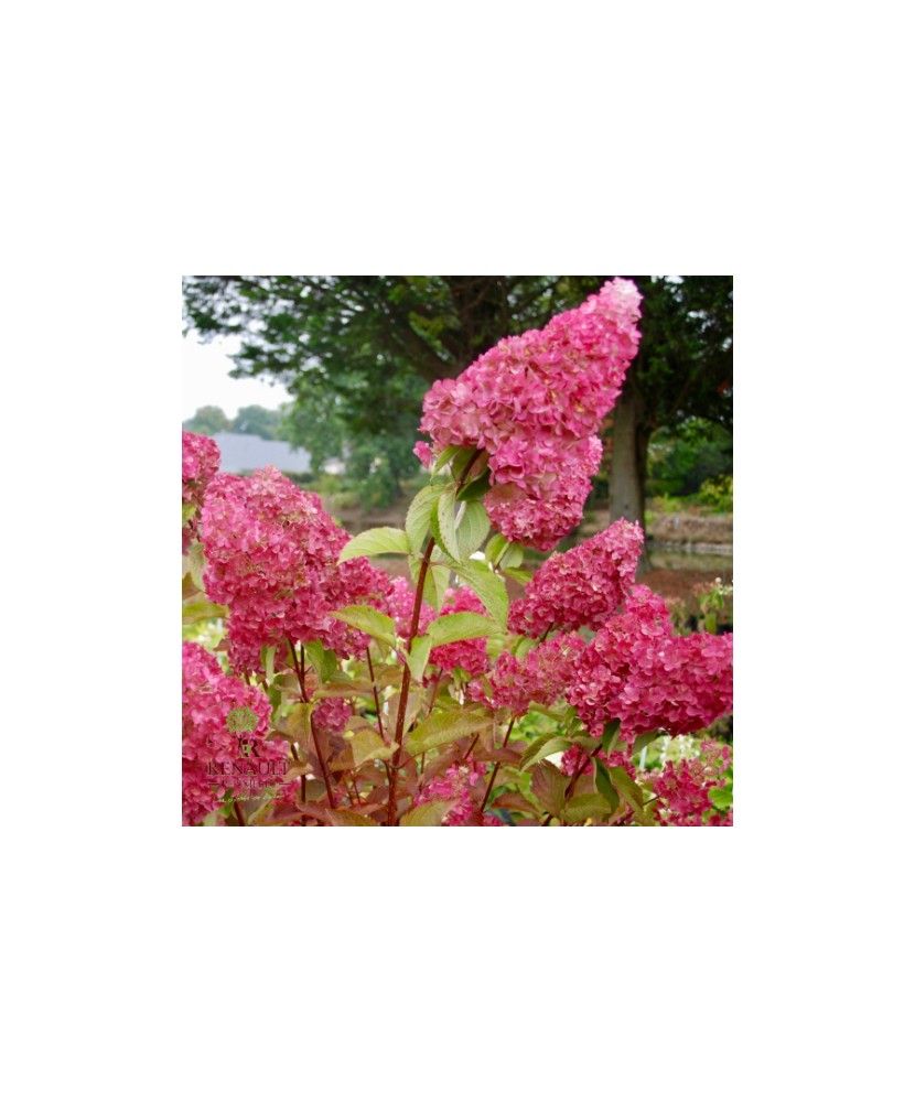 Hortensie, Hydrangea panic. FRAISE MELBA Renba PBR C2