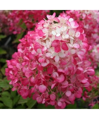 Hortensie, Hydrangea panic....