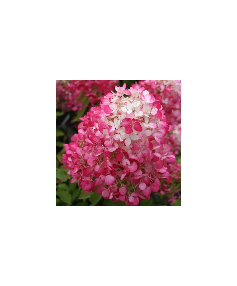 Hortensie, Hydrangea panic. DIAMANT ROUGE Rendia PBR C2