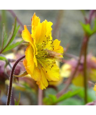 Geum Golden Joy C2