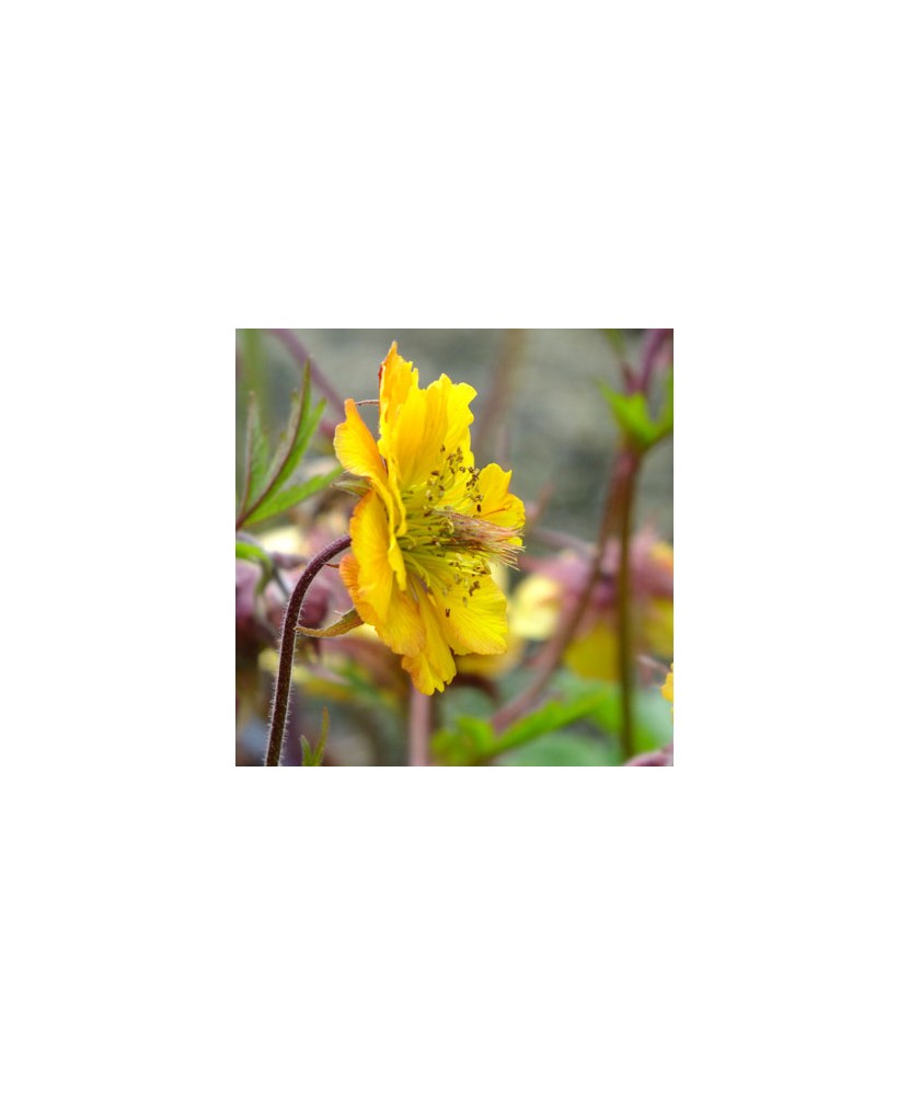 Geum Golden Joy C2