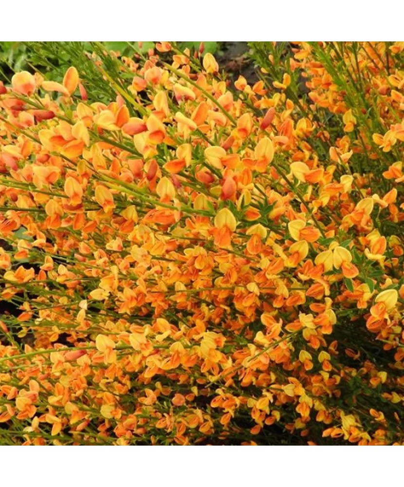 Cytisus Apricot Gem C2
