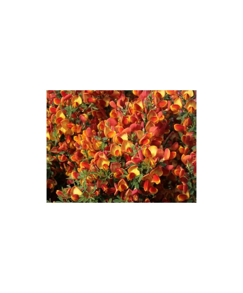 Cytisus Andreanus C2