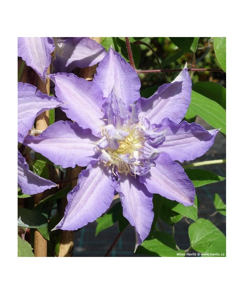 Clematis Thyrislund C2 Flori Mari Timpurii