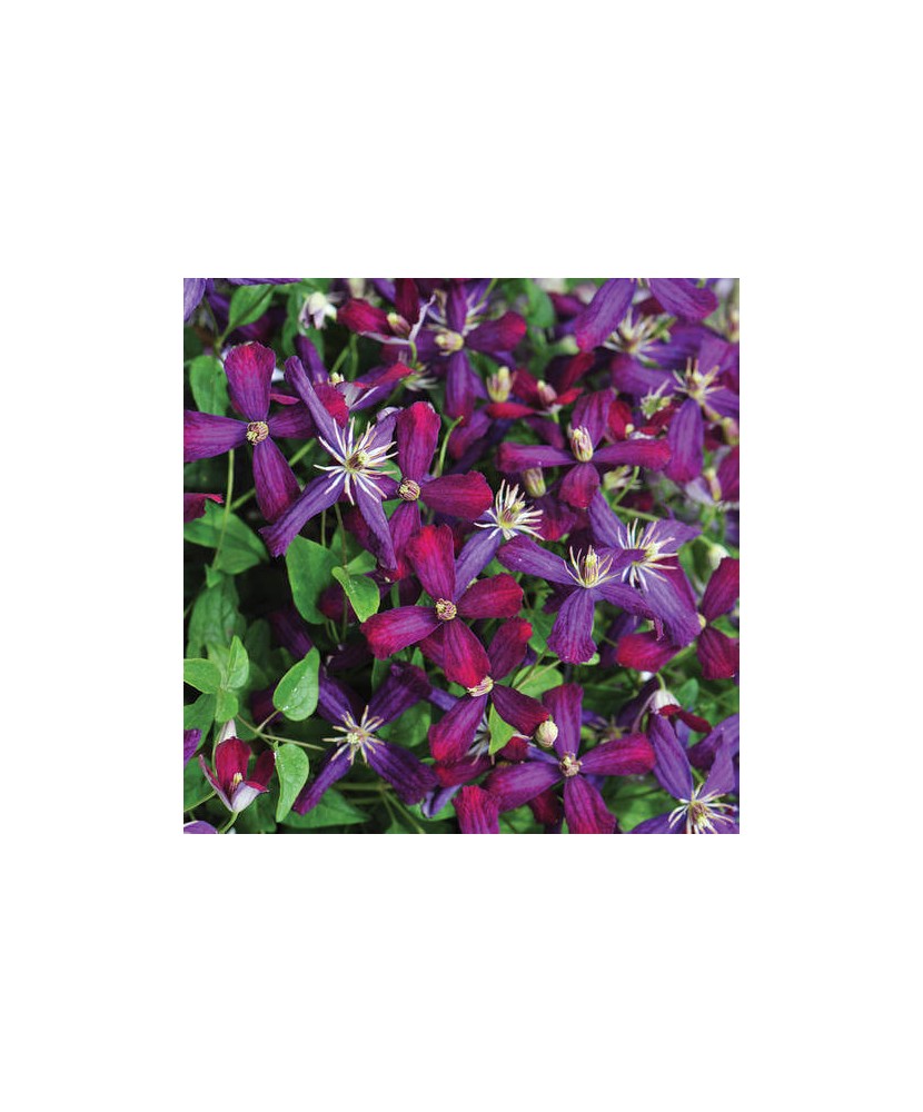 Clematis Sweet Summer Love PBR C2 E Flammula G.