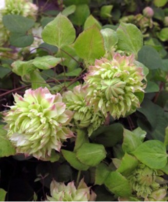 Clematis Sen-no-kaze C2 E...