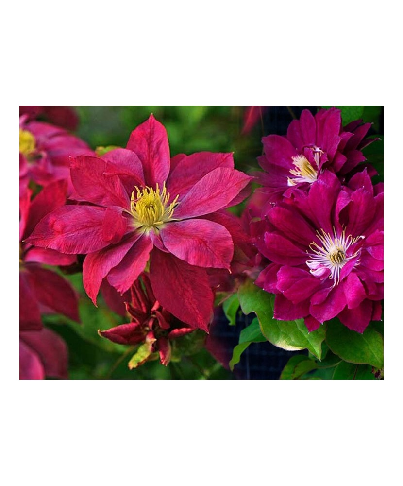 Clematis Red Star C2 E Flori Mari Timpurii