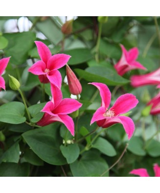 Clematis Princess Diana GTX...