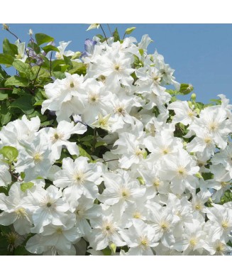 Clematis Snow Storm PBR C2...