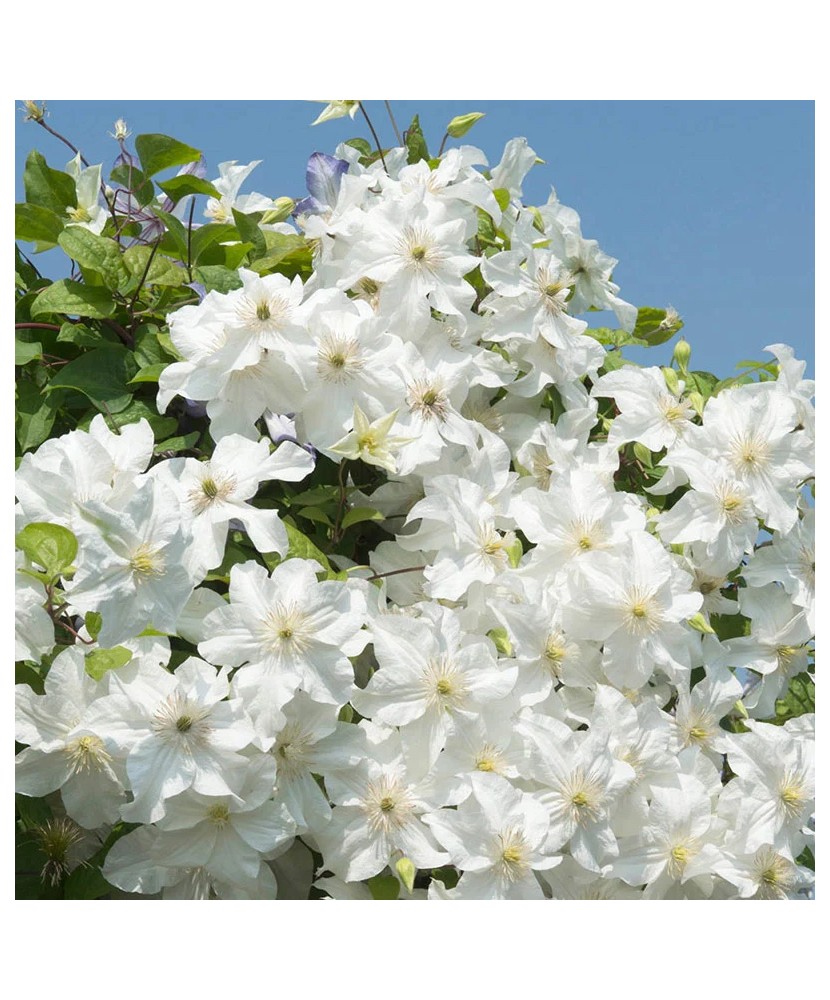 Clematis Snow Storm PBR C2 E Flori Mari Târzii