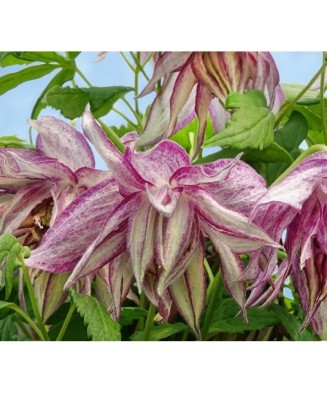 Clematis Pink Surprise GA...