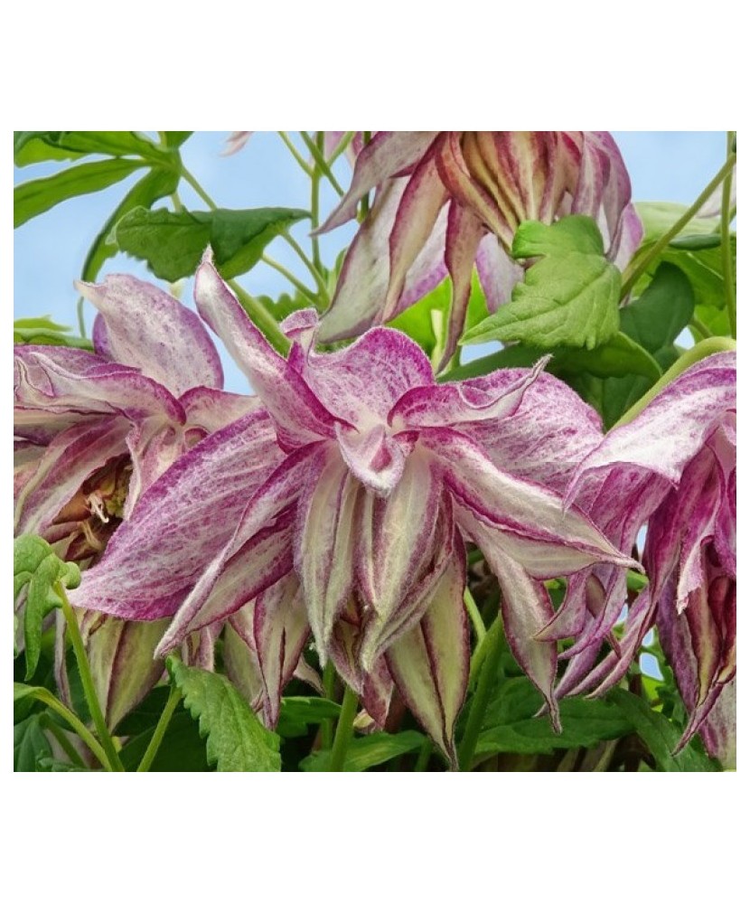 Clematis Pink Surprise GA C2 E Atragene G.