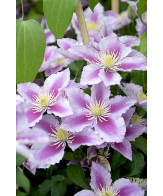 Clematis Piilu C2 Flori...