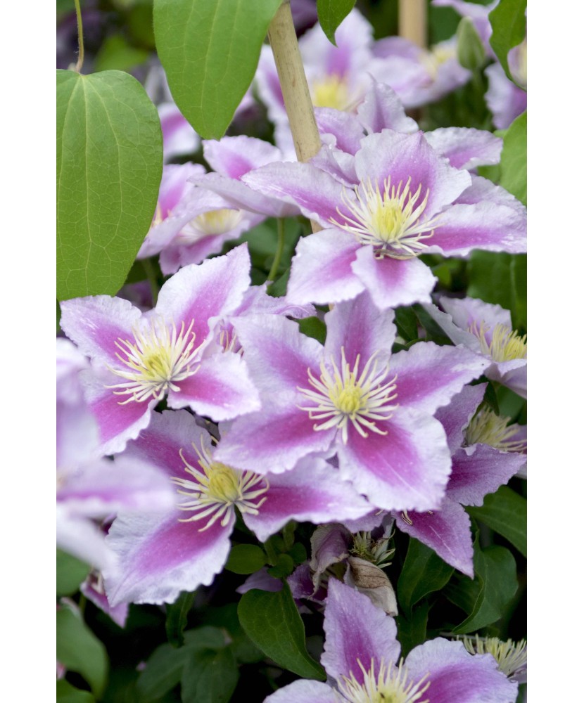 Clematis Piilu C2 Flori Mari Timpurii
