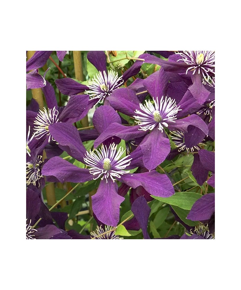 Clematis Panther GI C2 Integrifolia G.