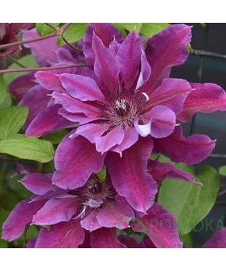 Clematis My Beauty PBR C2 E...