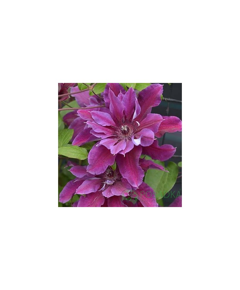 Clematis My Beauty PBR C2 E Flori Mari Timpurii