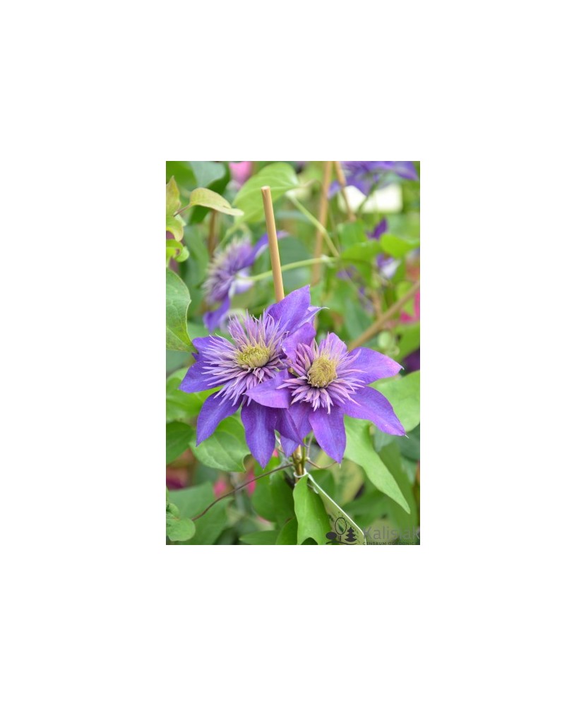 Clematis Multi Blue C2 Flori Mari Timpurii