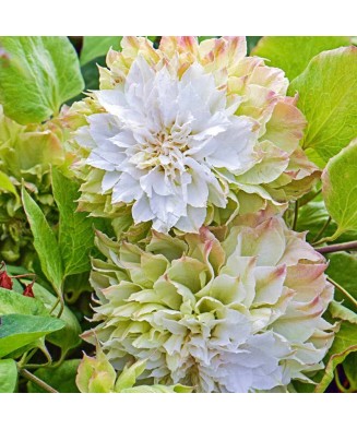 Clematis Midori C2 E Flori...